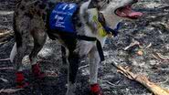 Reprodução/Facebook IFAW