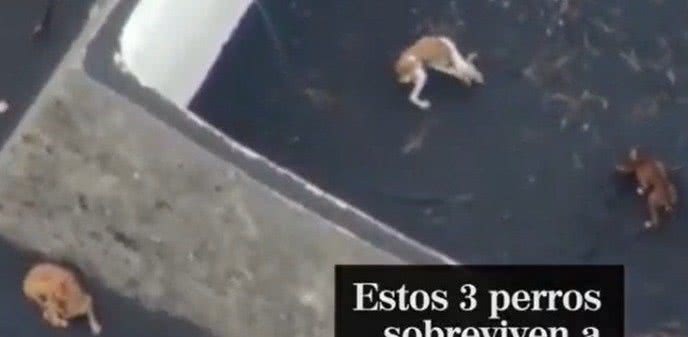 Reprodução/Twitter