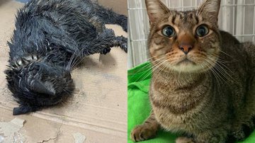 Divulgação/ONG Viva Bicho