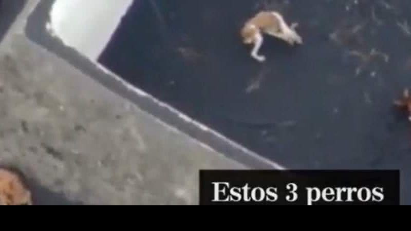 Reprodução/Twitter
