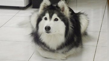 Reprodução/Bored Panda