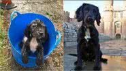 Reprodução/RSPCA