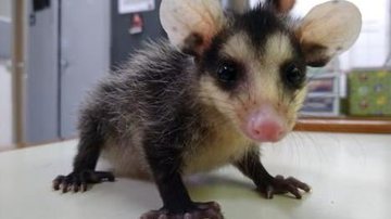 Reprodução/Prefeitura Guarulhos