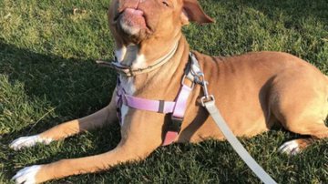 Reprodução/The Dodo