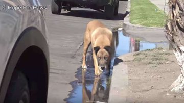 Reprodução/Hope for Paws