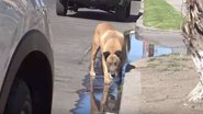 Reprodução/Hope for Paws