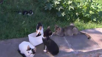 Reprodução/TV Bahia