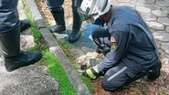 Ascom Corpo de Bombeiros