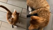 Reprodução/ TikTok @macponthetrack