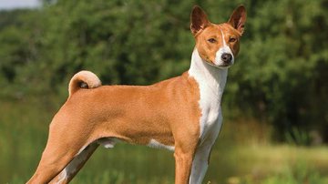 Reprodução/ Pet Caramelo