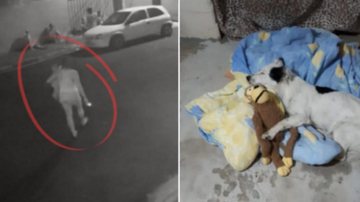 Facebook/Catioro Reflexivo