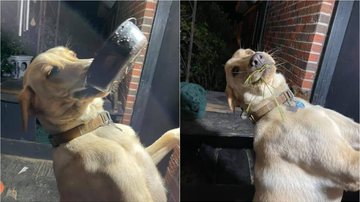 Reprodução/ The Dodo