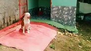 Reprodução/ TikTok