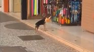 Reprodução/Redes sociais