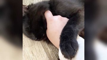 Reddit/catwoesthrowaway