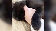 Reddit/catwoesthrowaway