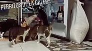 Reprodução/TikTok