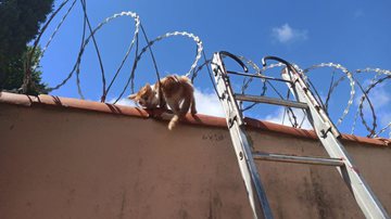 Divulgação/Corpo de Bombeiros