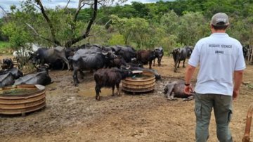 Divulgação/CRMV-SP