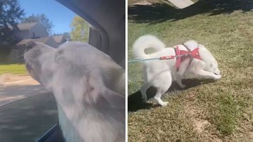 Reprodução/TikTok