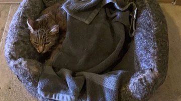 Divulgação/Coastal Bend Cat Rescue