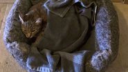 Divulgação/Coastal Bend Cat Rescue