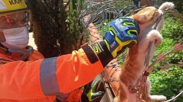Divulgação/Corpo de Bombeiros de Araxá