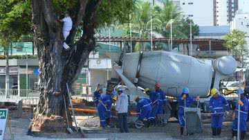 Imagem Após receber críticas, prefeitura nega derrubada de árvore na Barra