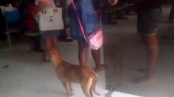 reprodução