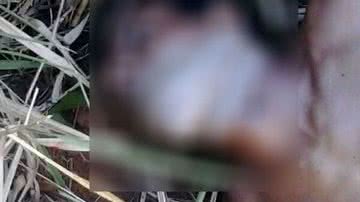 Imagem Corpo é encontrado com sinais de tortura no Rio Sena