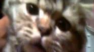 Imagem Jovens colocam gato dentro de máquina de lavar e podem ser presos