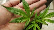 Imagem Fumar maconha aos 18 anos pode gerar doença mental na velhice, conclui pesquisa
