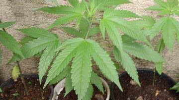 Imagem Irecê: polícia descobre plantação com mais de 140 pés de maconha em residência