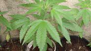 Imagem Irecê: polícia descobre plantação com mais de 140 pés de maconha em residência