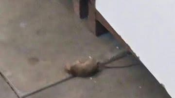 Imagem Smed garante que serviço de desratização em escola começa na próxima semana