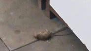 Imagem Smed garante que serviço de desratização em escola começa na próxima semana