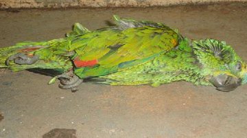 Imagem Justiça condena Ibama a indenizar mulher por morte de papagaio