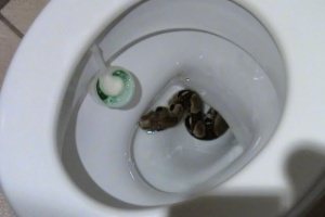 Imagem Sentado no vaso sanitário, homem tem pênis picado por cobra 