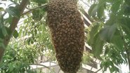 Imagem Garoto é atacado por abelhas e família faz apelo por tratamento adequado