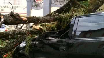 Imagem Árvore cai e acerta carro na Graça