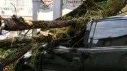 Imagem Árvore cai e acerta carro na Graça