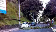 Imagem Denúncia: árvore cai em taxi no Vale do Canela