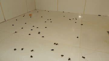 Imagem Abelhas invadem casa e família é atacada. Crianças estão entre vítimas