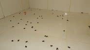 Imagem Abelhas invadem casa e família é atacada. Crianças estão entre vítimas