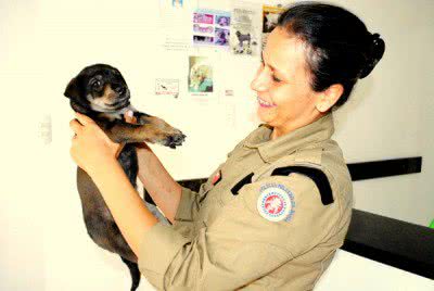 Imagem Cinco filhotes de cachorros sobrevivem a incêndio