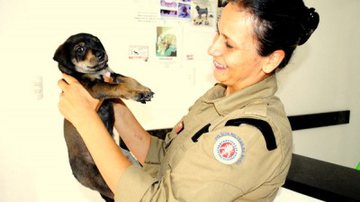 Imagem Cinco filhotes de cachorros sobrevivem a incêndio