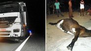 Imagem Vaca solta em rodovia provoca acidente com caminhão