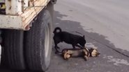 Imagem Vídeo emocionante: cachorro tenta reanimar outro que foi atropelado