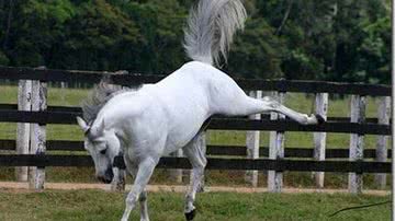 Imagem Criança leva coice de cavalo e morre atropelada em Salvador