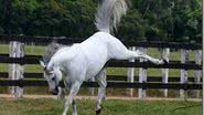 Imagem Criança leva coice de cavalo e morre atropelada em Salvador